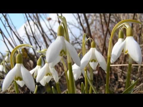 Video: Greenhouse 