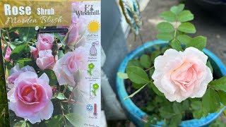 Planting a Bare Root Rose in a Pot