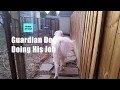 Guardian Breed Works Without Human Instruction の動画、YouTube動画。