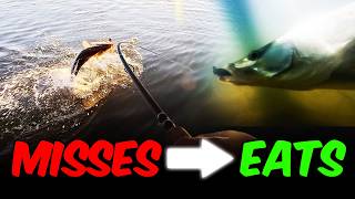 Why Trout Keep Missing Topwater (And What Changed Everything)