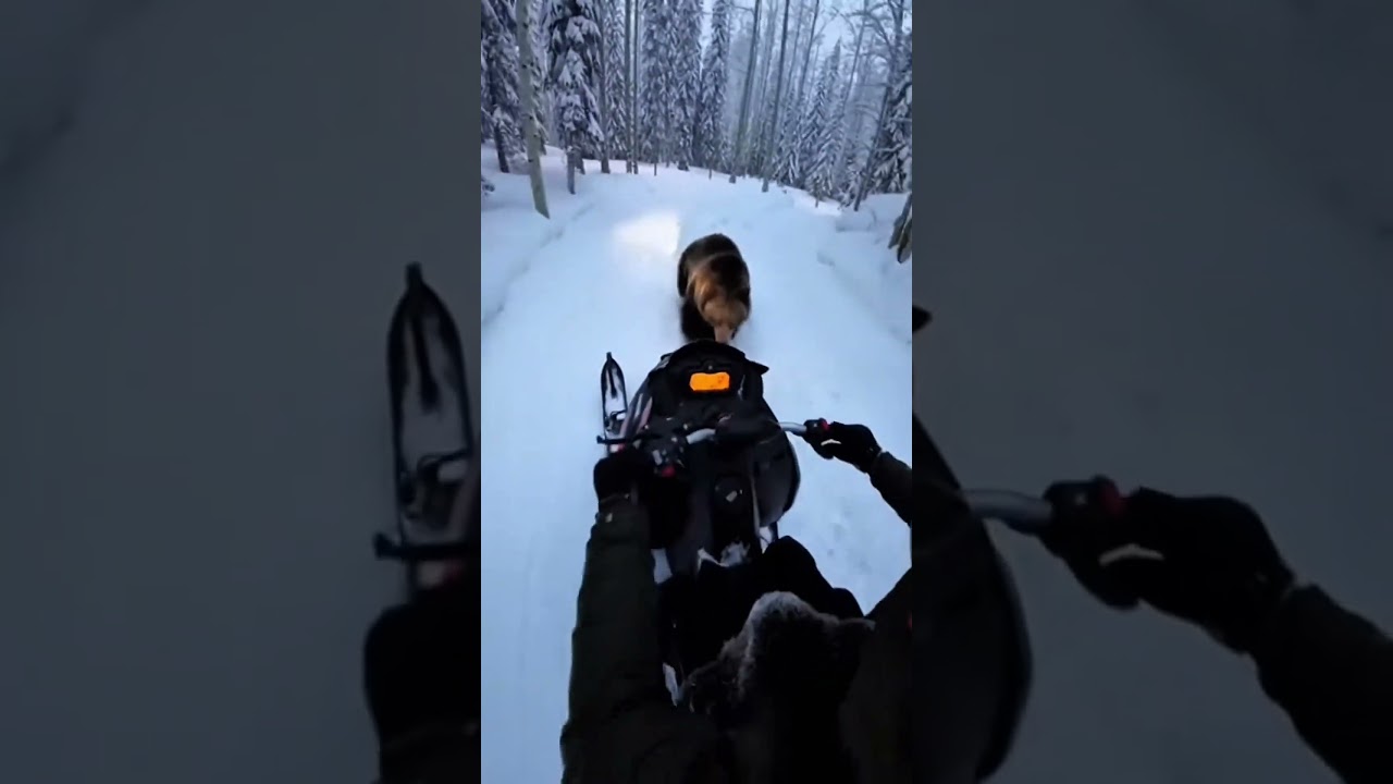 Bear Attacked Wolf’s Cub Mother, And Then I Saved The Cub