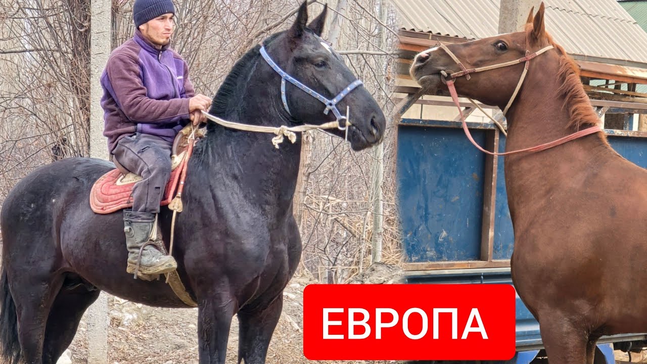 ЕВРОПА    Кунан   1.65  см  Ноокат Центрде 