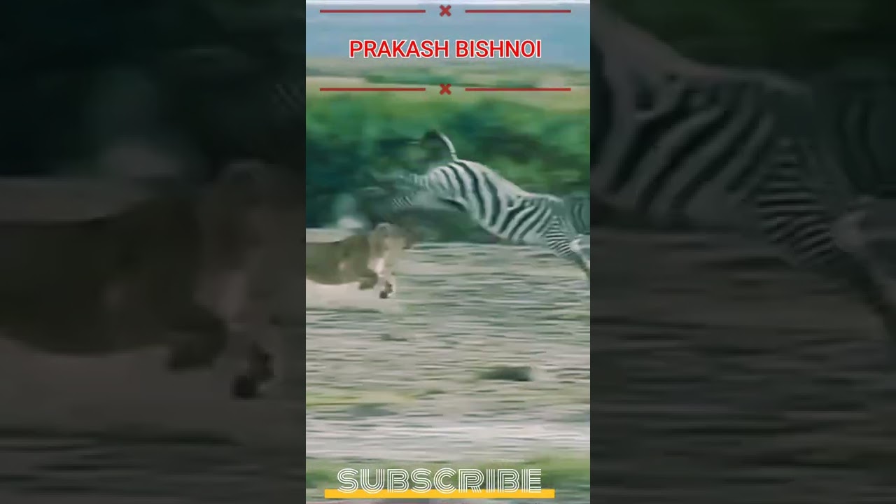 Zebra is faster than lioness 🦁 #