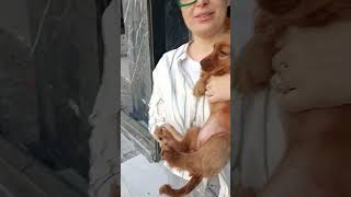 Hana #dog #cockerspaniel #puppy #funny
