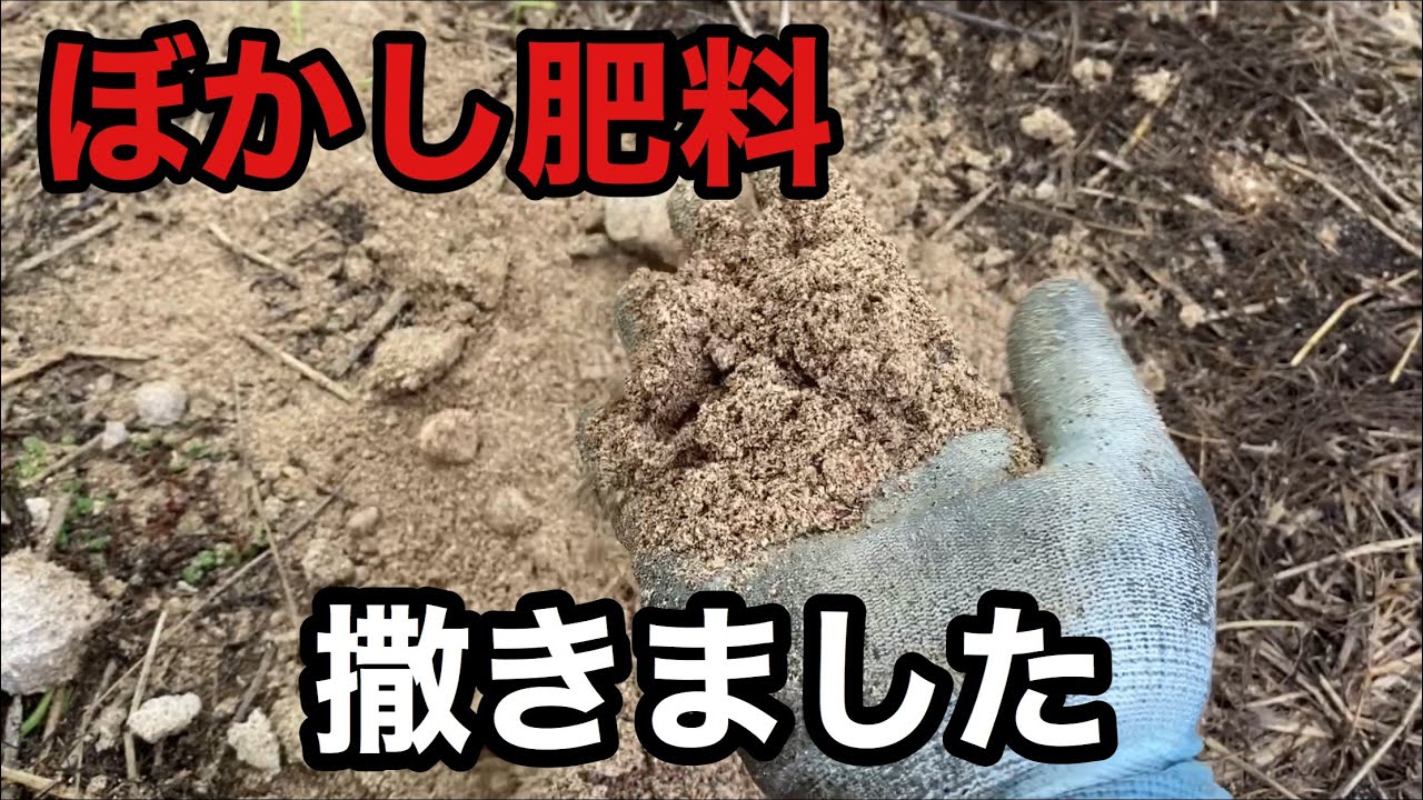 ぶどうの作業 自家製ぼかし肥料を撒きました Youtube