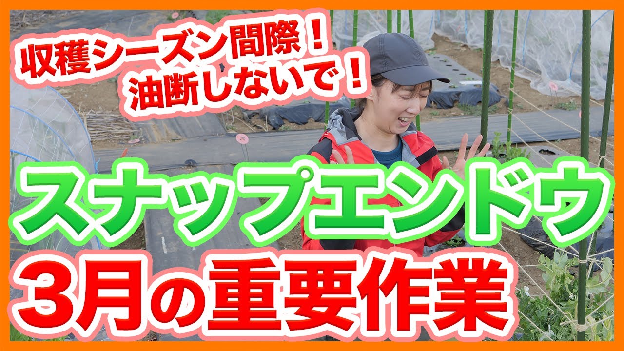 家庭菜園や農園のスナップエンドウ栽培は収穫間近に油断しないで！3月お世話の重要ポイントを徹底解説！【農家直伝】/Tips for caring for snap peas in March.