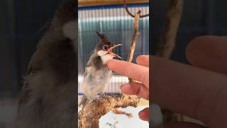 Chim CHÀO MÀO MÁ TRẮNG nuôi tại chiếc LỒNG RỘNG thay BỘ LÔNG MỚI🤩 #datbirdtv #birds #pets #shorts