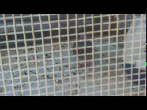 ABANDONED PIGEON