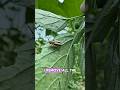 Three-lined Potato Beetles: Adult and Larvae ID + How I Protect My Tomatillos