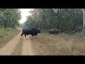 Bahubali - Indian gaur Or Bison
