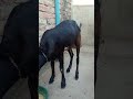 #dubai Mera Bakri khana kha raha hai#shorts