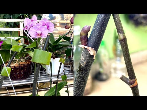 Видео: Нойрсож буй цахирмаа цэцгийн нахиа: сэрээх аргууд