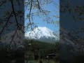 Cherry Blossoms and Mount Fuji  #travel #mountfuji #japan #cherryblossoms