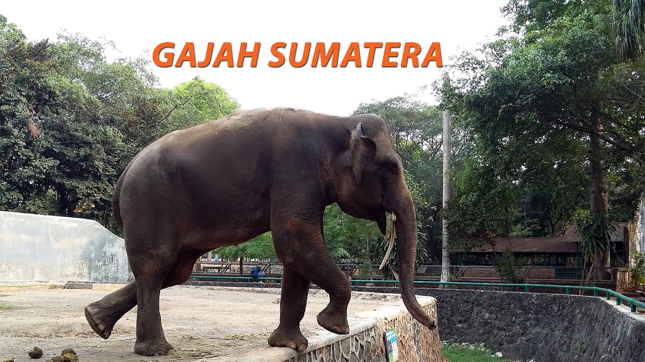  Gajah  Sumatera di Kebun Binatang  Ragunan YouTube