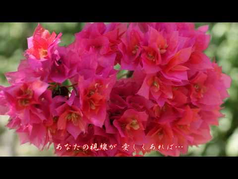 愛のままにで・・・　秋元順子　Cover：lavender love