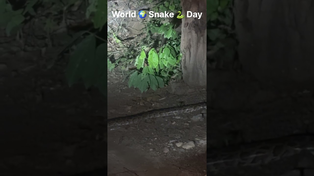 World Snake Day 