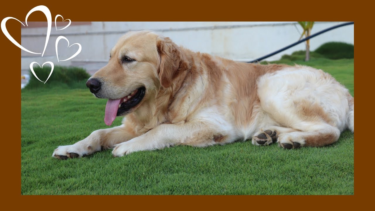 golden retriever playing in the backyard/chill music to work :) - YouTube