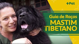 MASTIM TIBETANO, UM GUARDIÃO GIGANTESCO! | CANAL MAIS PET