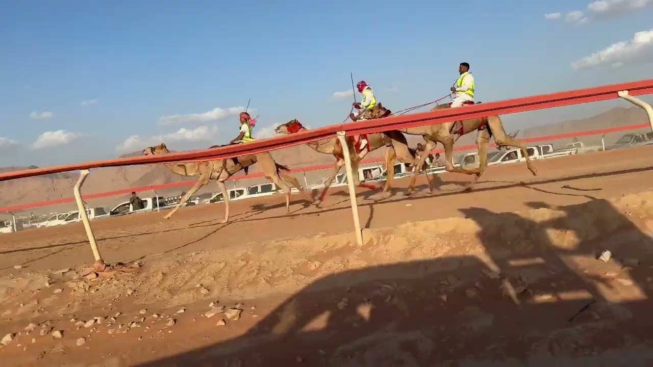 ش هجانه دولي رئيسي ( نيوم ) عبدالله عايد المصبحي العطوي - مهرجان سمو ولي العهد الدولي 2024