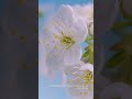 رفاهية تسمعها و فخامة تشعر بها
