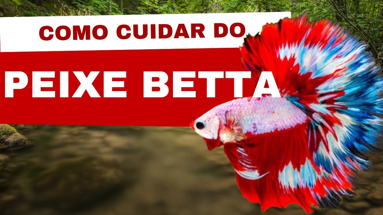 Como Montar um Aquário para Peixe Betta (Passo a Passo Completo)