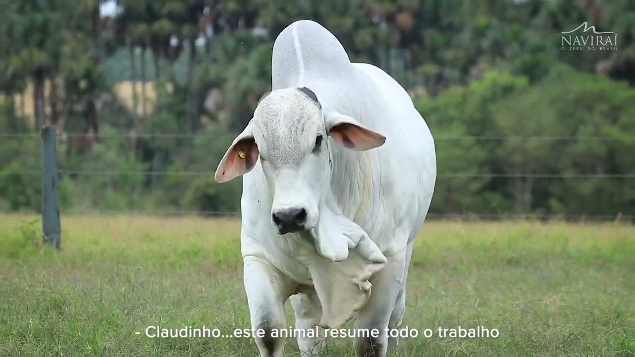 Athila de Naviraí por Arnaldo Manuel Borges - Ipê Assessoria