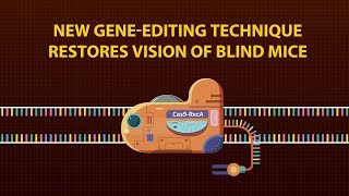 Celebrity New gene-editing technique restores vision of blind mice Wealth