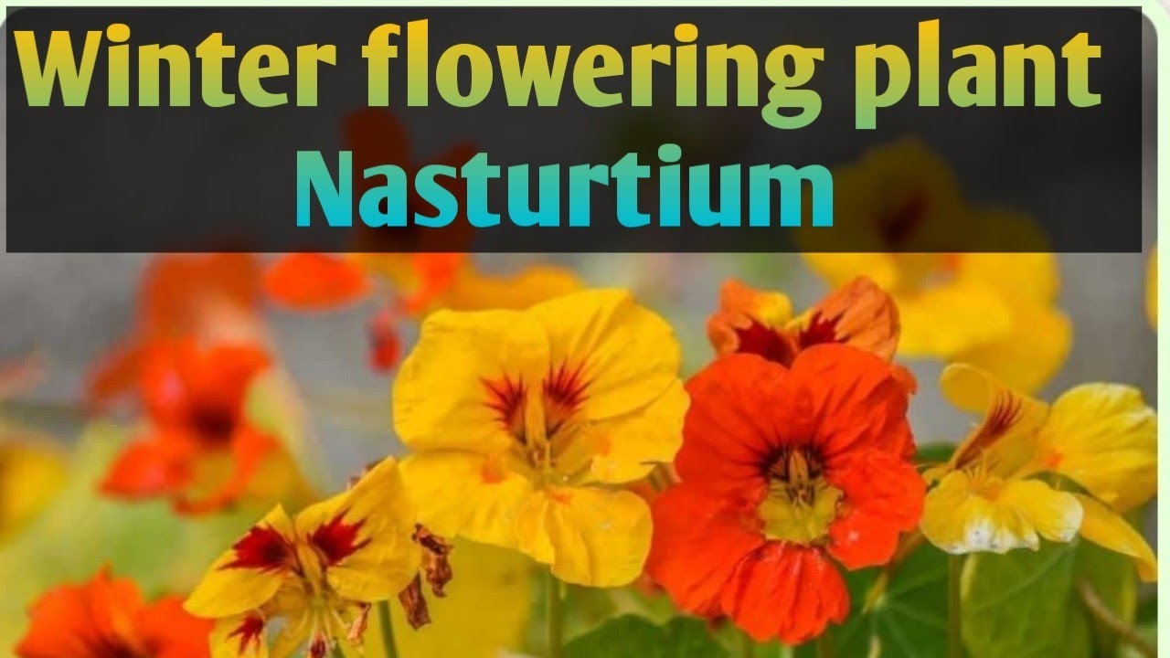 How to grow and care beautiful winter flowering plant Nasturtium