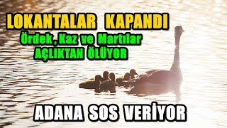 Adana Acil. Ördek, Kaz, Martı Ve Karabataklar Açlığa Mahkum Oldu.