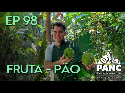 Vídeo: Sementes e variedades de fruta-pão: aprenda sobre sementes de fruta-pão