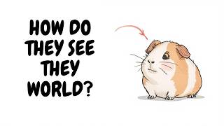 How Do Guinea Pigs See the World?