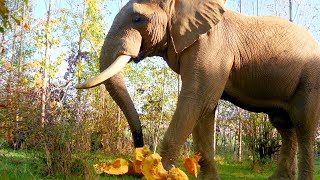 🎃 Shaka the Elephant Having a Smashing Time with Giant Pumpkins 🎃