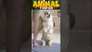 Do Dogs Really Watch TV? | Unveiling Canine Secrets #shorts