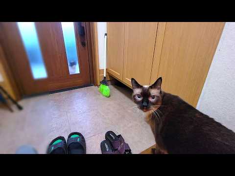野良猫がうちのシャム猫を誘いに家にやって来た結果🚪