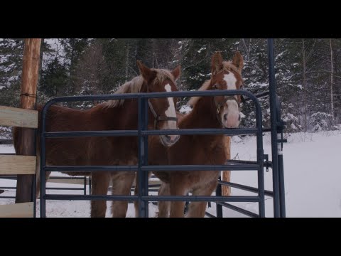 You Won't Take Me Alive ( Music Video )