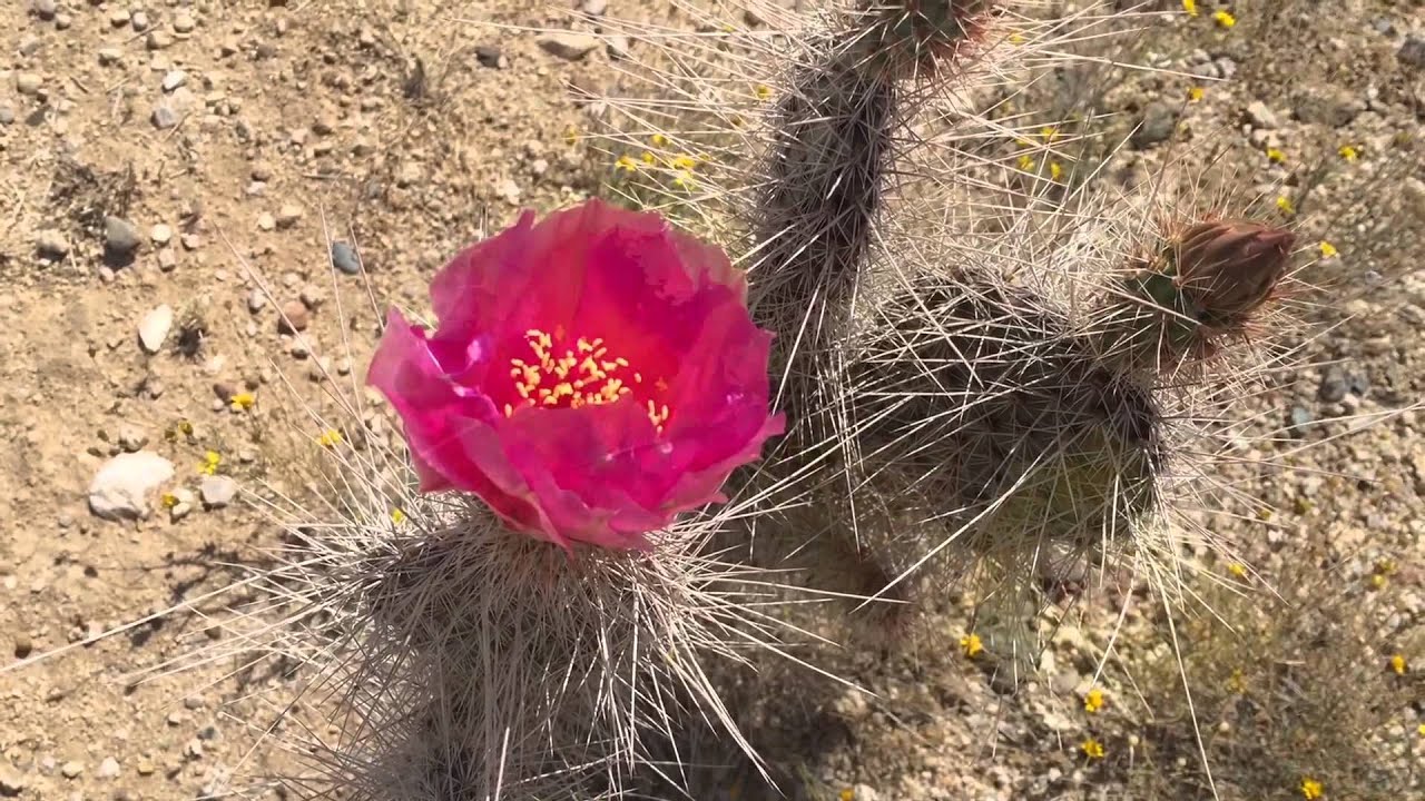 Cactus blooming now! And ocotillos too