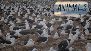 The sounds of an albatross in the wild.Animals Of The World.Domestic and Wild Animals.Animal world.