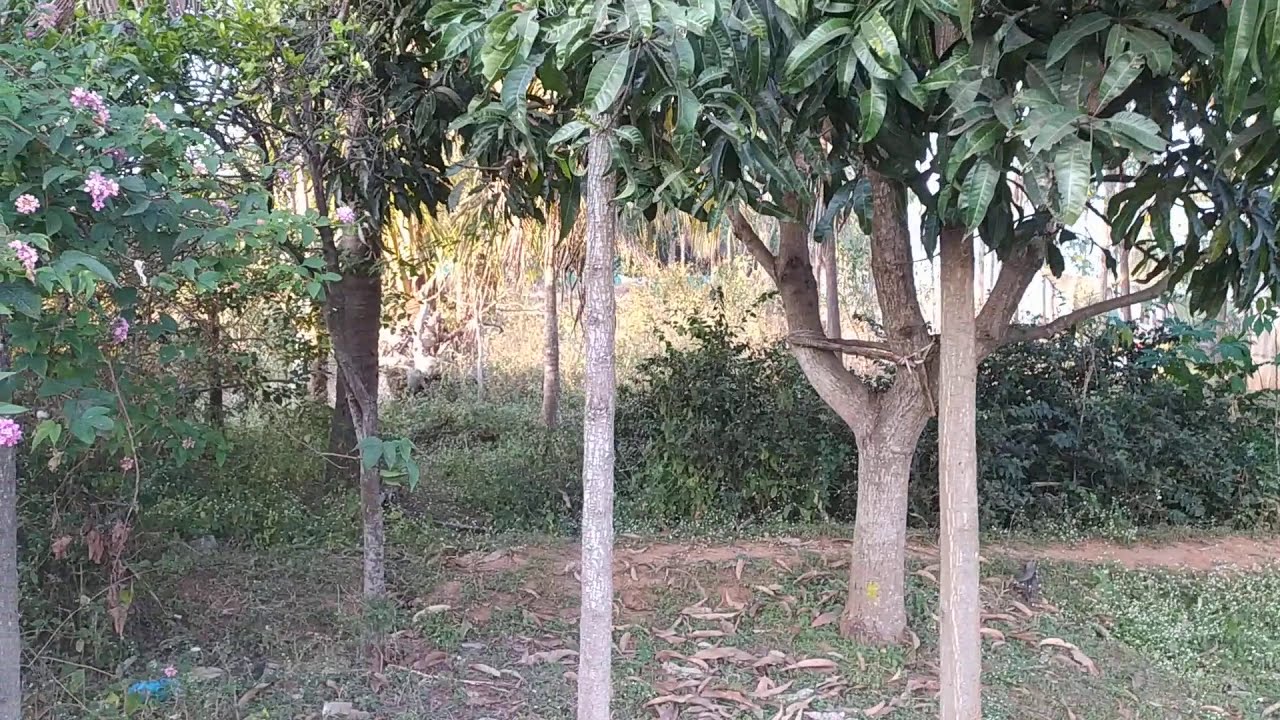 Agricultural Land for sale near Bangalore (63KM) 5 Gunta sale