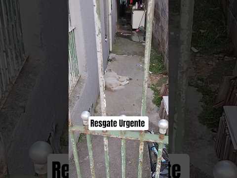 Cão Comunitário Branco Neve Abandonado Precisa Lar Temporário #rui #meajuda