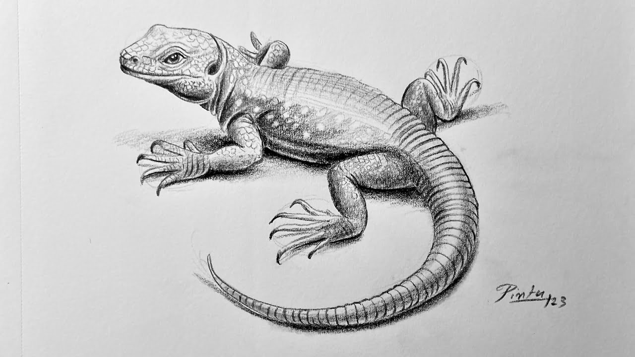 Lizard Sketch Stock Photos and Images - 123RF