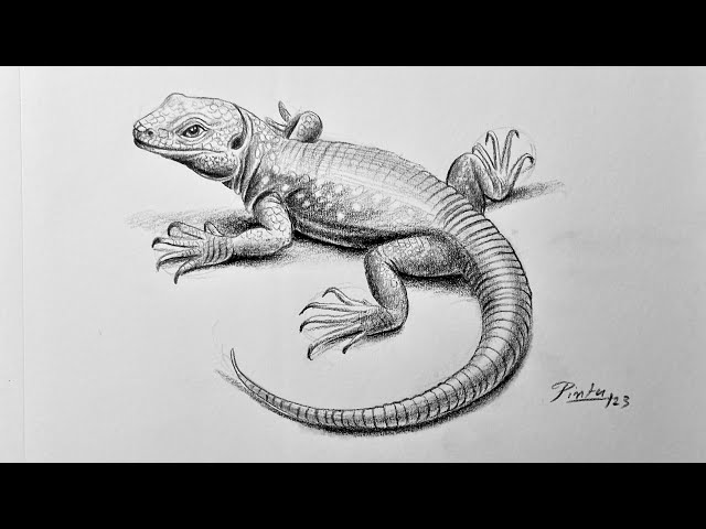 How to Draw a Lizard (Water Dragon) - YouTube