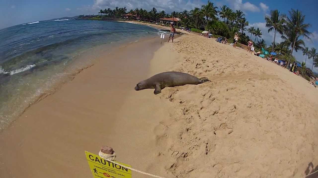 Sea lion tanning in Kauai YouTube
