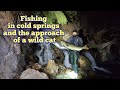 Man vs Wild Nature – Catching Fish in a Waterfall and Feeding Wild Cats | Epic Outdoor Adventure