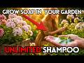 Grow Soap In Your Garden. One Plant Replaces All Shampoo. Why Did We Forget?
