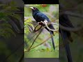 ஹைக்கூ கவிதைகள்|தமிழ் கவிதை|tamil kavithai#tamil #shortsfeed #shorts #kavithai #viralshorts #short