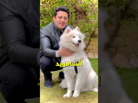 أجمل 3 كلاب في العالم رقم 2 خرافي 