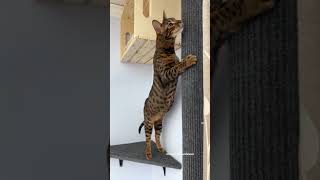 French Cleat Shelf For A Cat #Cat