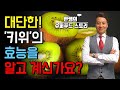 하루 2개면! 영양제가 필요없는 "키위"의 엄청난 효능을 알고 계신가요?