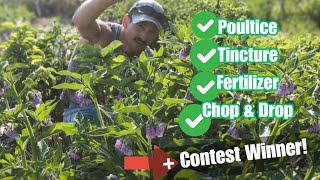 Grow COMFREY | Medicine, Fertilizer, Biomass, Food! +Contest Winners