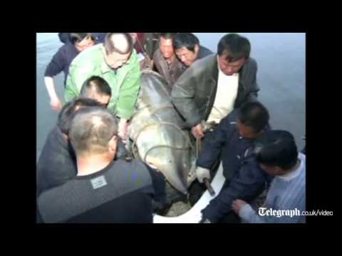 Monster of the deep: Giant fish caught alive in Chinese river